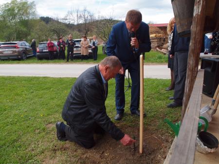 Posaditev trte Gaberke